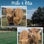 Hanging with the Highlands – Milo, Otis & Pilsner!