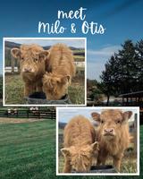 Hanging with the Highlands – Milo, Otis & Pilsner!